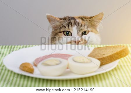 Tricolor cat steals sausage from the table.