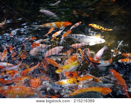 a number  of carp swimming in the pond