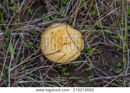 Spiderweb (latin Cortinarius) Is The Genus Of Fungi