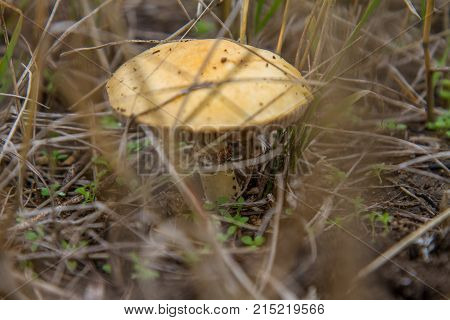 Spiderweb (latin Cortinarius) Is The Genus Of Fungi