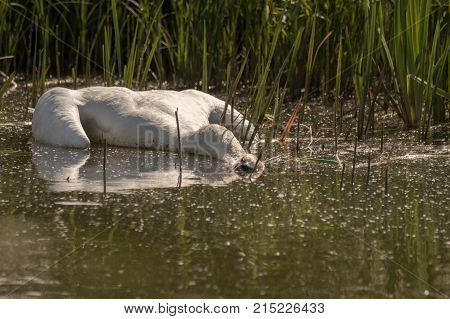 Dead Mute Swan, Cygnus olor, floating in the water in summer with green grass in the background. Sweden, Europe