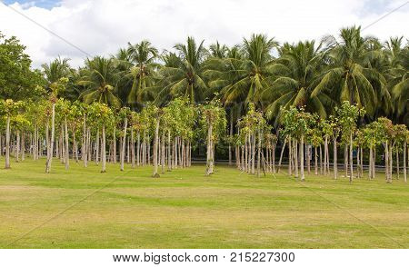 Ficus religiosa or sacred fig woods in Sanya cith Hainan province China
