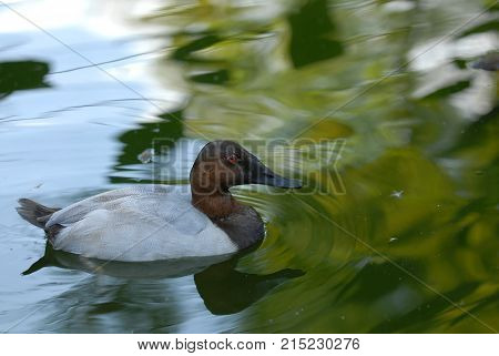 A male canvasback duck floating on the surface of a green tinted pond.