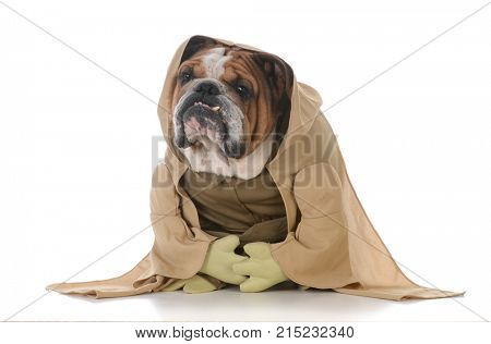 bulldog wearing munk costume on white backgroun