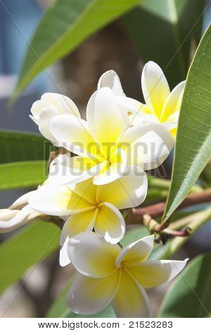 Plumeria