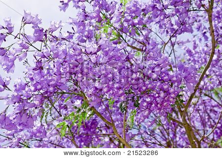 Jacaranda květiny
