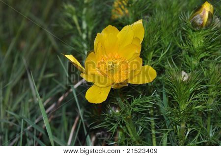 Žlutá Pulsatilla Pratensis (malé Koniklec)