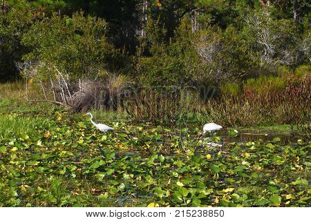 Wading brids feed in wetland vegetation in central Florida