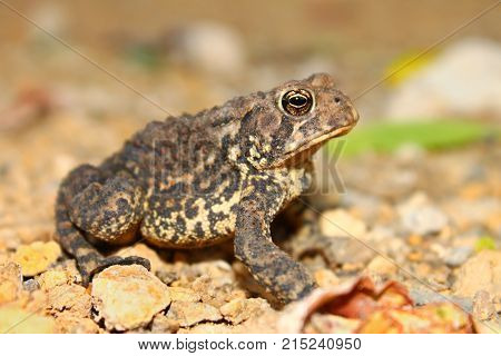 The American Toad (Bufo americanus) is an amphibian species commonly found in northern Illinois