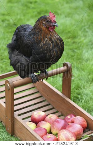happy free range chicken looking at apples on a smallholding green grass in the background for text overlay