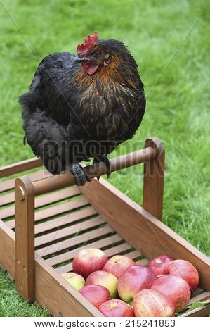 happy free range chicken looking to the side at apples on a smallholding green grass in the background for text overlay
