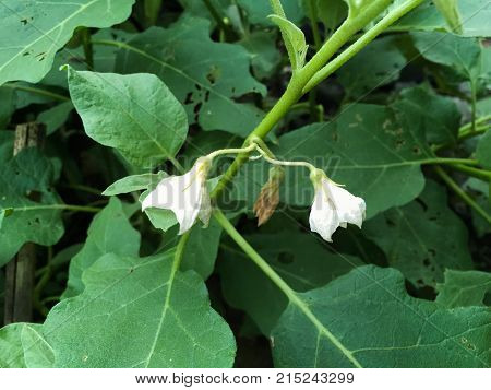 close up White eggplant flower in nature garden