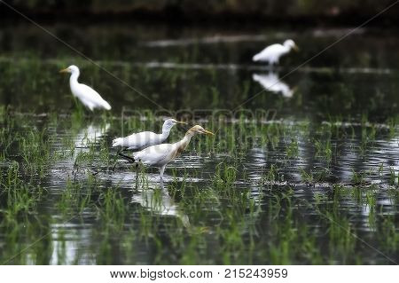 egret and his friend are looking for food