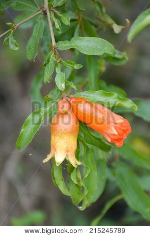 close up punica granatum flower in nature garden