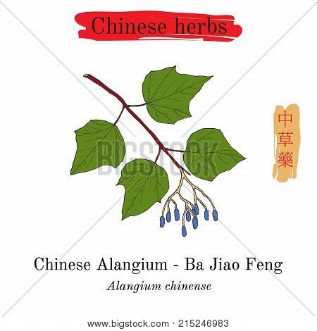 Medicinal herbs of China. Alangium chinense. Hieroglyph translation Chinese herbal medicine