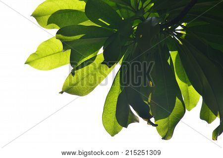 Background texture of the leaves in the morning.