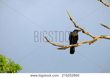 A single back raven sitting on the dead tree branch with white grey background at the park