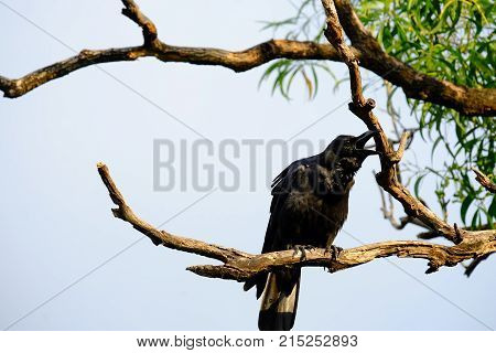 A single back raven sitting on the dead tree branch and shouting out with grey sky background at the park