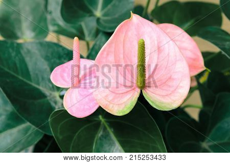 Flower Large Background