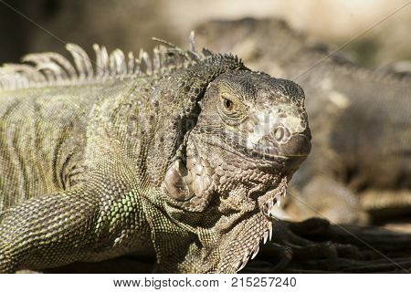 Green iguana or Common iguana / Is a species of iguana native to Central and South America