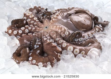 RAW Octopus complet sur glace
