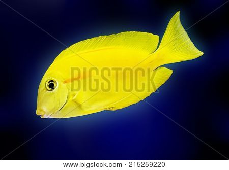 Dwarf angelfish exotic fish yellow wildlife watter animal aquarium