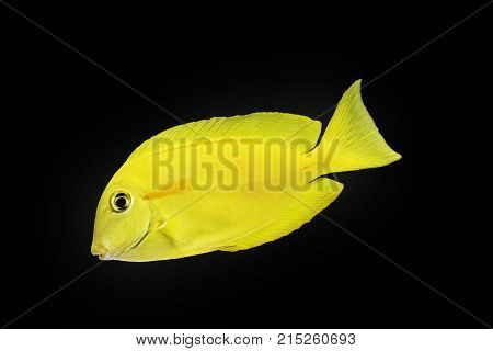 Dwarf angelfish exotic fish yellow wildlife watter animal aquarium