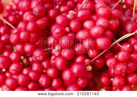 rich harvest of ripe and red schizandra