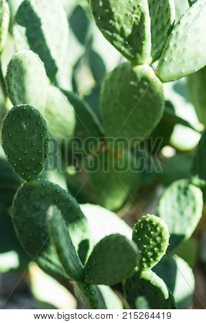 tacinga inamoena cactus succulent abstract design background structure