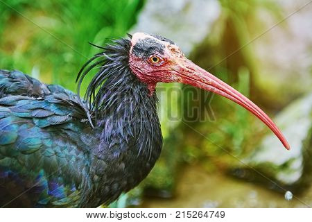 Northern Bald Ibis