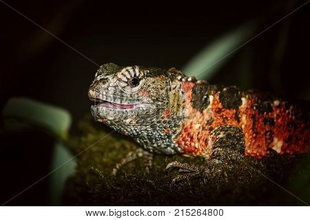 Chinese Crocodile Lizard (shinisaurus Crocodilurus)