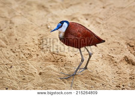 African Jacana (actophilornis Africanus)