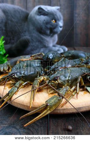 Live crawfish on a wooden tray in the foreground. A gray cat is looking at a fresh catch. Selective focus.