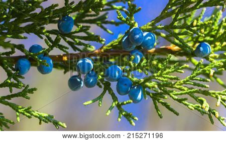 Blue juniper berries on a branch close up
