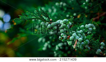 Blue juniper berries on a branch close up.