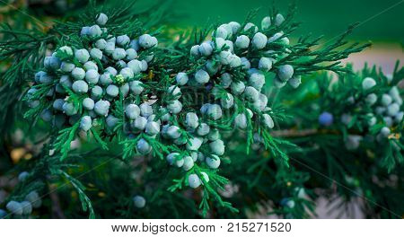 Blue juniper berries on a branch close up.