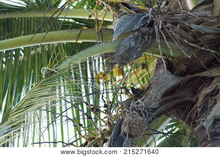 Small Yellow Bird Nesting On A Palm Tree