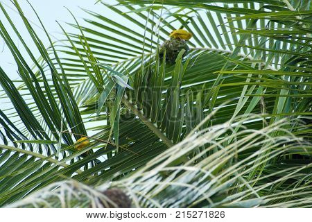 Small Yellow Bird Nesting On A Palm Tree