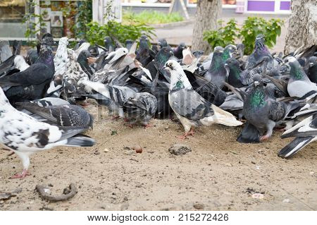the big dove in a flock of pigeons