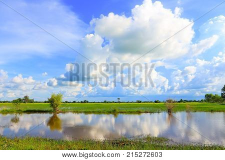Beautiful atmosphere of rice field in Thailand.
