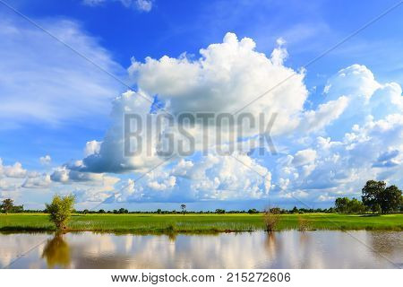 Beautiful atmosphere of rice field in Thailand.