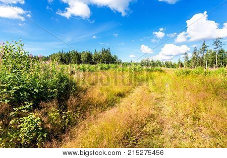 Beautiful summer landscape with green plants in forest and a blue sky with clouds