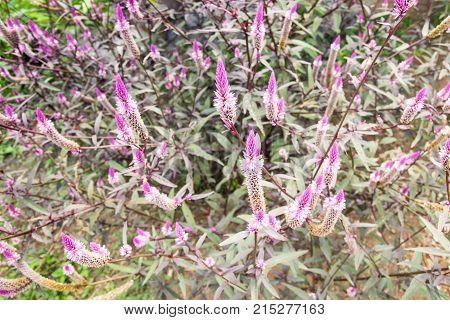 Cockscomb Chainese, Wool flower in the garden