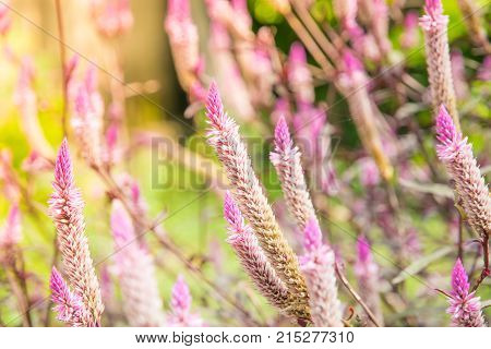 closeup of cockscomb flower or chainese Wool flower in the garden with yellow sunlight background on morning