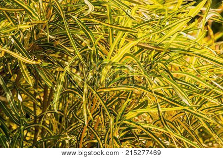 Croton Variegated, Laurel Garden, Croton yellow leaf background