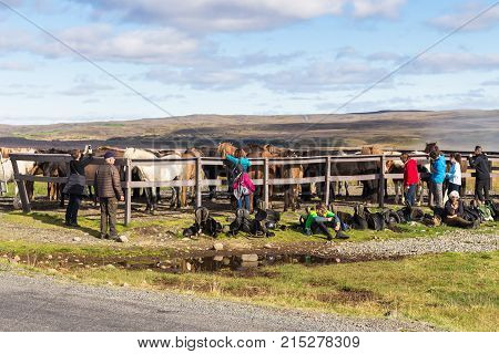 Horse Corral In National Park Thingvellir