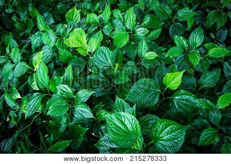 green leaves background from top view ,Piper sarmentosum or Wildbetal leafbush, Thai herb