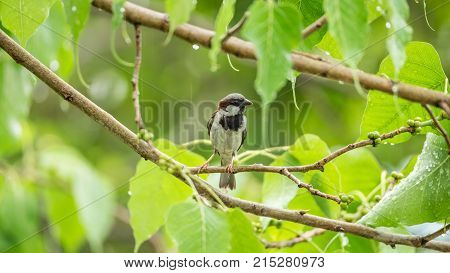 Bird (house Sparrow) On Tree In A Nature Wild