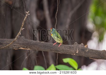 Bird (house Sparrow) On Tree In A Nature Wild