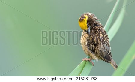 Bird (house Sparrow) On Tree In A Nature Wild